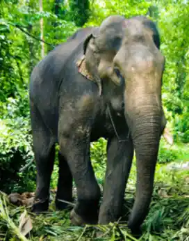 thekkady-destinations